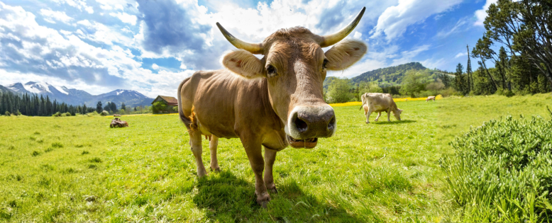 What organic certification really means